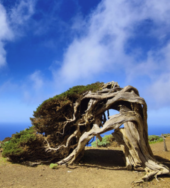 restaurantes accesibles el hierro